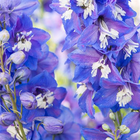 Szk Ka Bylin Dobrepole Delphinium Elatum Black Eyed Angels Ostr Ka