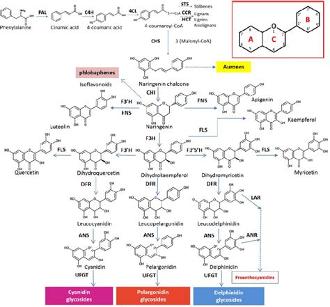 Figure From Flavonoid Metabolomics In Gerbera Hybrida And Elucidation