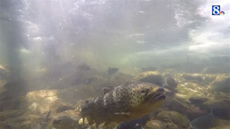 Pennsylvania streams, lakes being stocked with trout