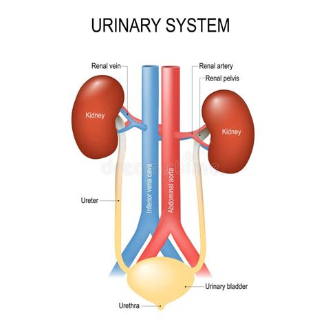 Reni Ghiandole Surrenali Aorta E Vena Cava Anatomia Umana