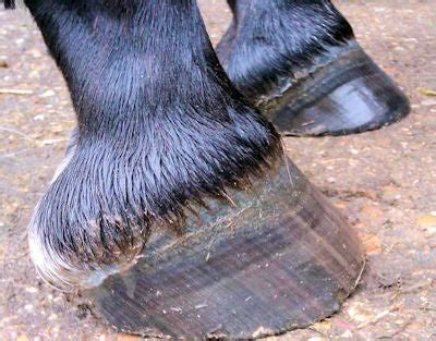 The Four Stages of Laminitis | Scoot Boots US Retail