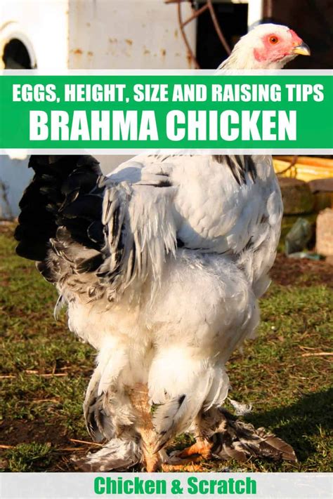 Brahma Chicken: Eggs, Height, Size and Raising Tips | Brahma chicken ...