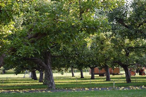 FRUIT TREE CARE — ZOLLINGER FRUIT & TREE FARM