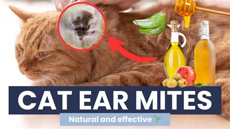 Home Remedy for Cats Ear Mites: Effective Natural Treatments Today ...