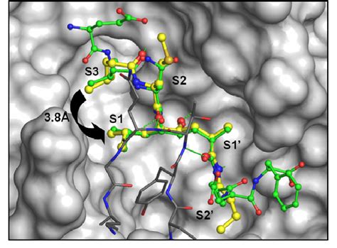 Cocrystal Structure Of In Complex With Bace The Bace Active Site