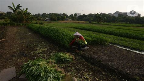 Bps Nilai Tukar Petani Naik Persen Pada Agustus Bisnis