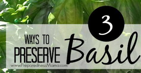 3 Ways to Preserve Your Basil Harvest | PreparednessMama