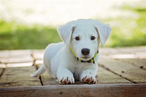 Portrait Of A Dog · Free Stock Photo