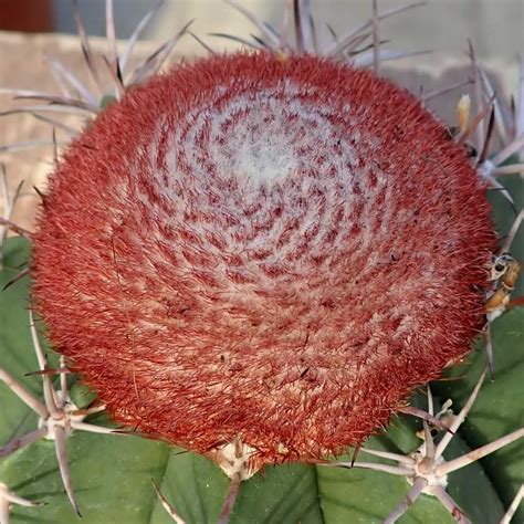 Melocactus bahiensis mit Cephalium Uhlig Kakteen Über 5000