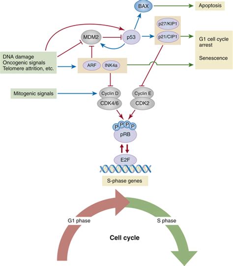 Tumor Suppressor Genes | Oncohema Key