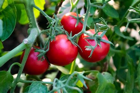 Помидоры черри на зиму без стерилизации: самые вкусные рецепты