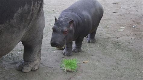 Rare baby hippo explores Mexican zoo Video - ABC News