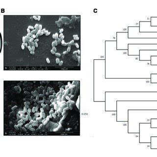 Morphological (A) and scanning electron micrographs showing the size ... 