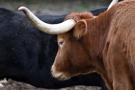 Cow with Horns · Free Stock Photo