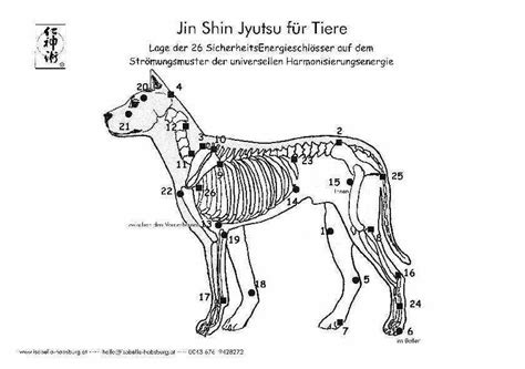 JSJ für Tiere erlernen Jin Shin Jyutsu Österreich