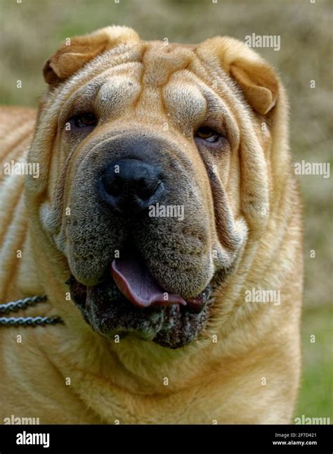 Are Shar Pei Dogs Dangerous