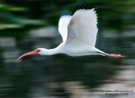 40 Examples of Panning Shots in Photography | Naldz Graphics