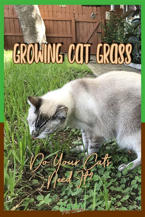 Growing Cat Grass Title Graphic V Savvy Pet Care