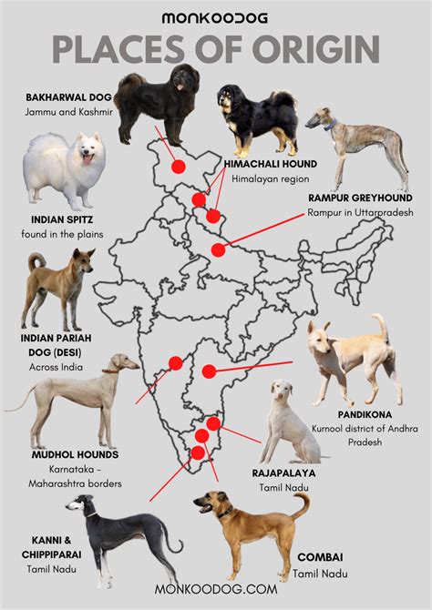 Origin of Indian Dogs: Indian Dog Breeds - Monkoodog | Dog breeds, Dog ...