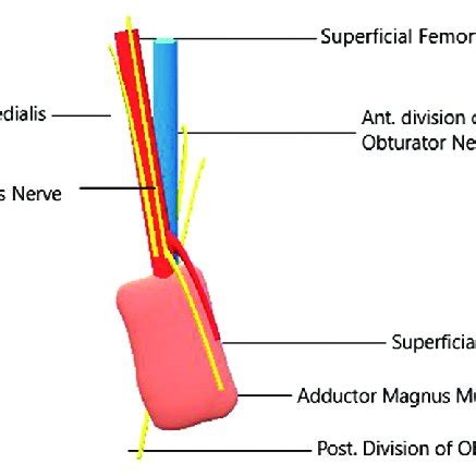 Adductor Canal