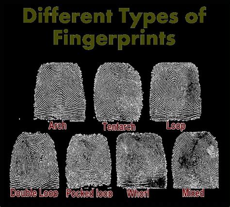 Types Of Fingerprints Chart Fingerprint Cardholders Forensi