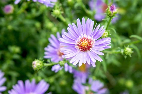 How to Grow and Care for Asters 