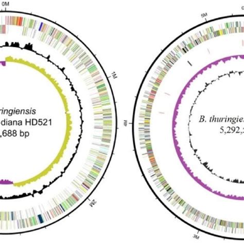 Circular Pictorial Representation Of Chromosome Of Both Bt Strains A