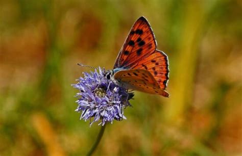 Foto Gratis Farfalla Macro Colorato Dettaglio Insetto Natura