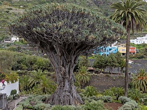 Drago Milenario el gigantesco árbol histórico de España que tiene un