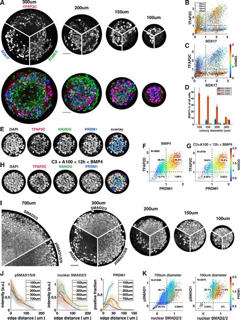 Efficient Differentiation Of Human Primordial Germ Cells Through