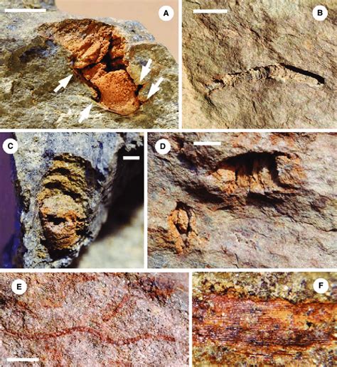 -Fossils from the lower siltstone of the sequence. A-D. Moulds of ...