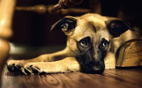 Perrito Triste Wallpapers