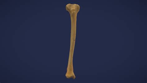 Tibia 3d Model By Institute Of Anatomy Rostock Alexanderhawlitschka 1bb58f3 Sketchfab