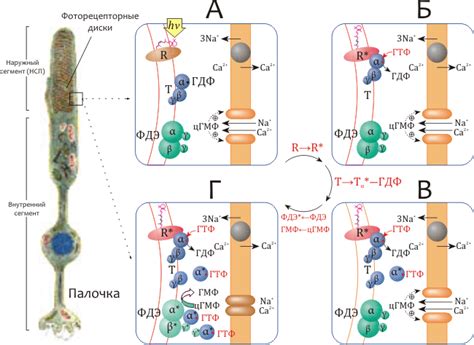 2 Молекулы ретиналя