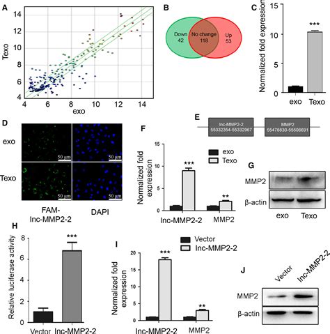 Tgf‐β‐mediated Exosomal Lnc‐mmp2‐2 Regulates Migration And Invasion Of