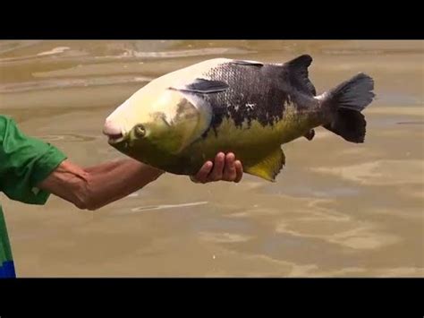 Laborat Rio Em Picos Cria E Comercializa V Rias Esp Cies De Peixes