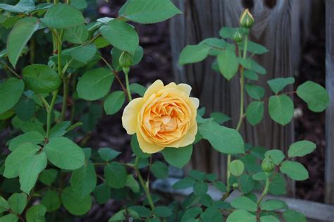 Jeannie's Fairy Rose Louisiana Garden: The Lovely Graham Thomas Rose