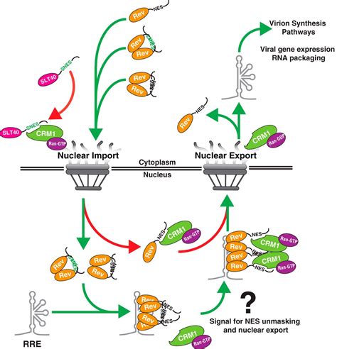 Nuclear Export Signal Masking Regulates HIV 1 Rev Trafficking And Viral