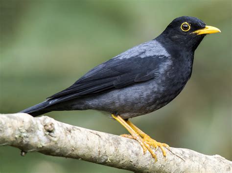 25 Birds With Yellow Beaks With Photos Animal Hype