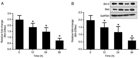 Bcl Bax Mrna And Protein Expression Following And H