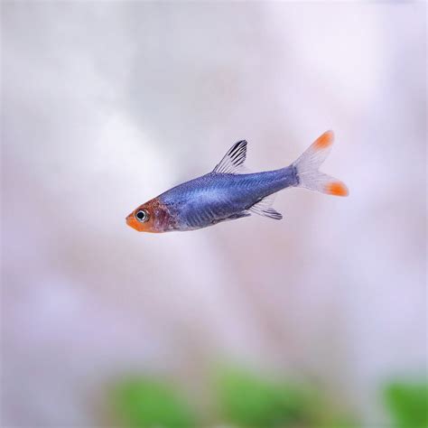 Sawbwa Barb Asian Rummynose SWEET KNOWLE AQUATICS ONLINE SHOP