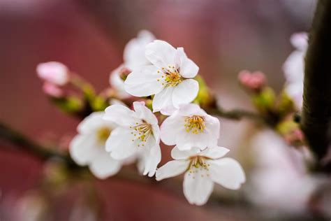 Flor De Cerejeira Flores Filiais Foto Gratuita No Pixabay Pixabay