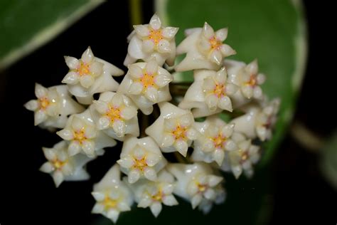 Hoya Acuminata Grogensgarden