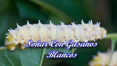 So Ar Con Gusanos Blancos Significado E Interpretaciones