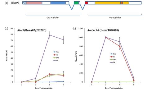 A Domain Organisation Of The Rlm9 Protein The Protein Consists Of