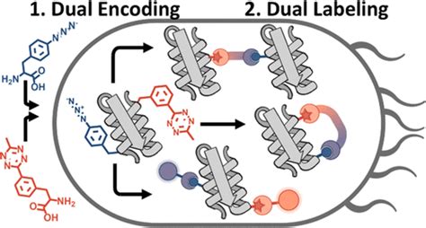 Genetic Incorporation Of Two Mutually Orthogonal Bioorthogonal Amino