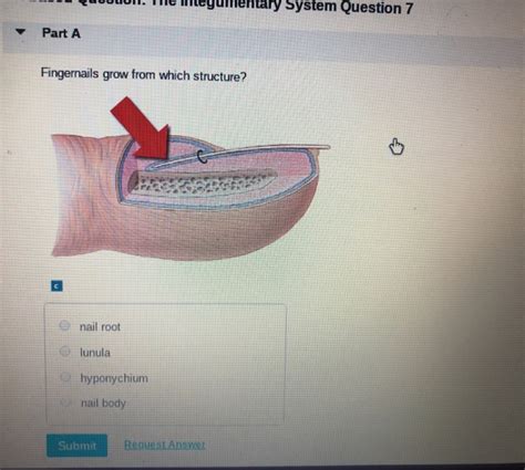 Solved Mentary System Question 7 Part A Fingernails Grow