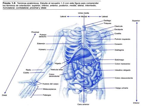 Posiciones Planos Regiones Y Cavidades Anatomicas Pptx