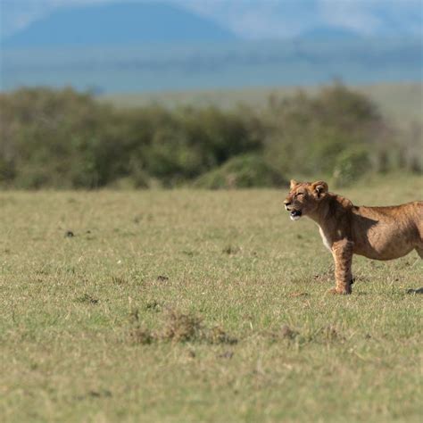 How to watch Lion: The Rise And Fall Of The Marsh Pride - Discover Wildlife