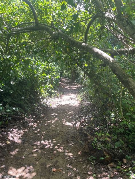 Average Hiking Road In Cori Syop X Costa Rica Imgflip